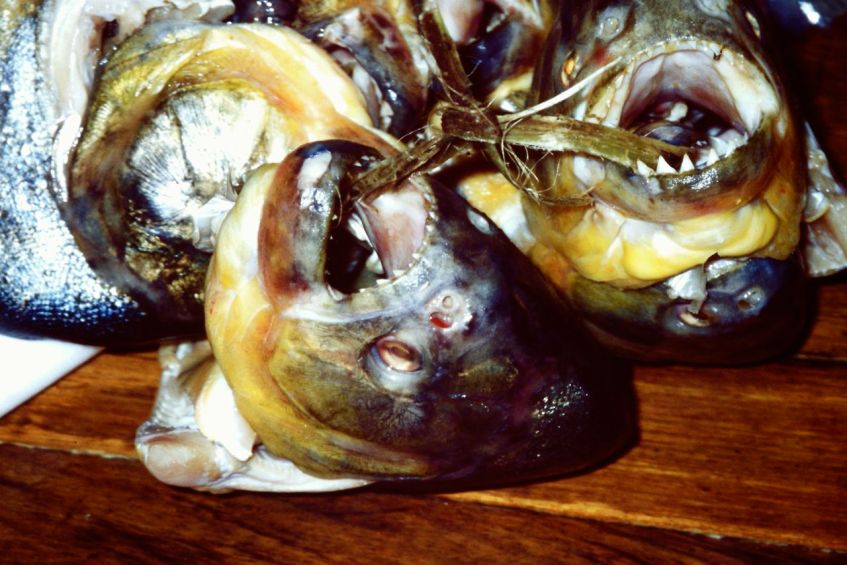 Piranhas im Pantanal Brasilien