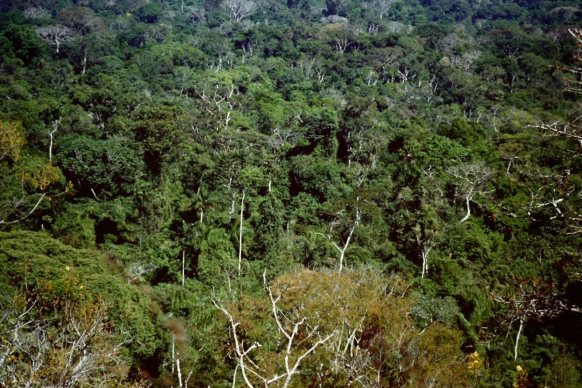 Amazonien Regenwald Brasilien