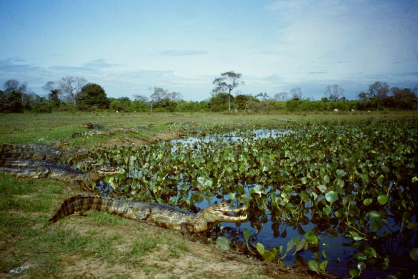 Kaimane im Pantanal Brasilien