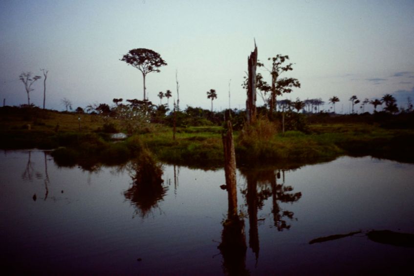 Regenwald in Mato Grosso Brasilien