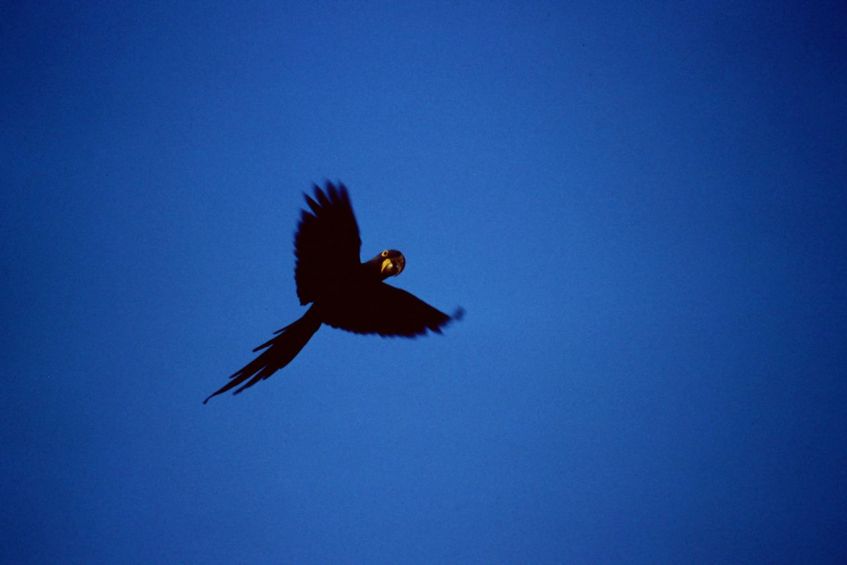 Hyazinthara im Pantanal Brasilien