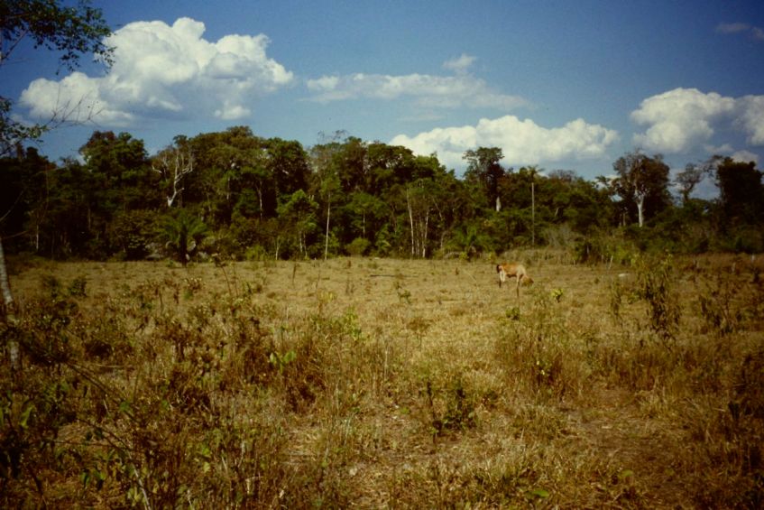 Regenwald in Mato Grosso Brasilien