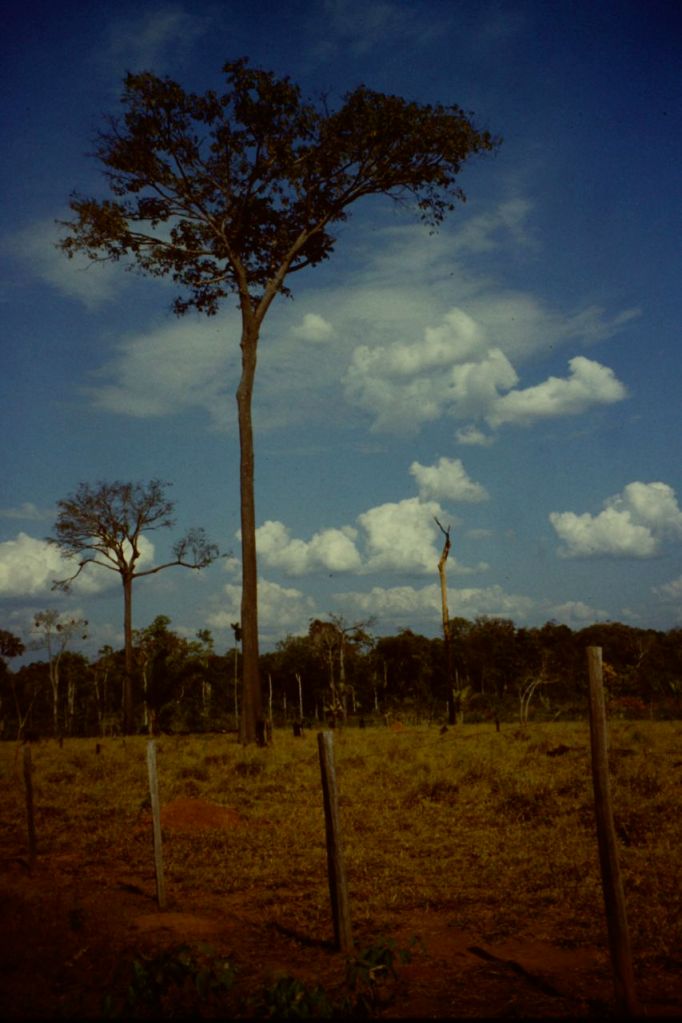 Regenwald in Mato Grosso Brasilien