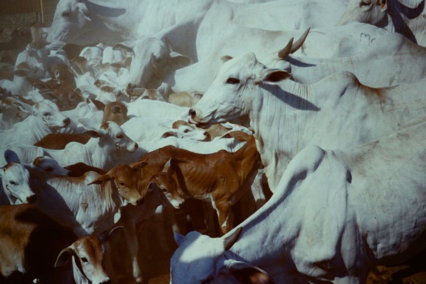 Rinder auf Fazenda in Mato Grosso Brasilien