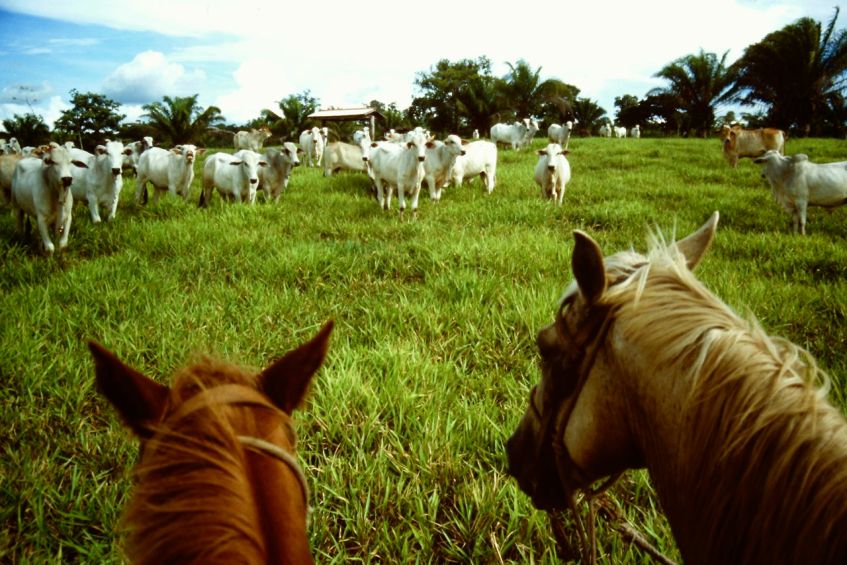 Fazenda in Mato Grosso